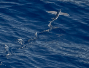 Notes and Comments: Policing the High Seas: The Proliferation Security Initiative