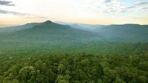 forest cambodia, deforestation