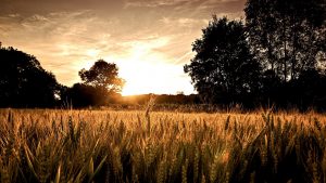 crops, cropland productivity, climate change finance, climate defence