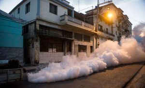 havana, aedes aegypti