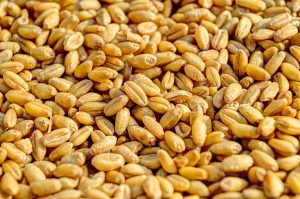agriculture, food, GMO, crops, wheat