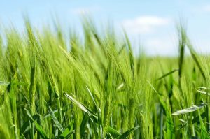 food, crops, wheat, GMO, farm