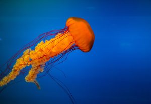 sea, ocean, biodiversity