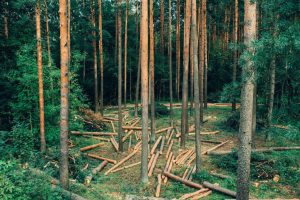 woods, forest, trees, deforestation