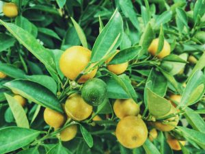 fruit, food, gmo, harvest, farm