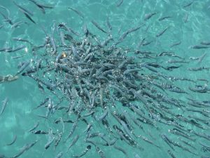 Cutting a lifeline to maritime crime: marine insurance and IUU fishing
