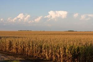 soybean