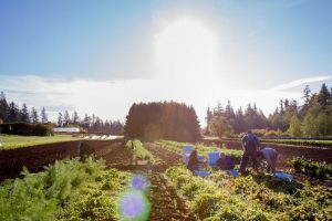 Organic Farm