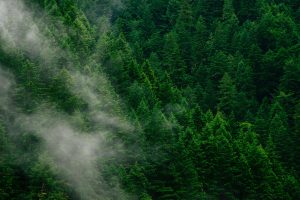 Public perceptions about climate change mitigation in BC’s forest sector