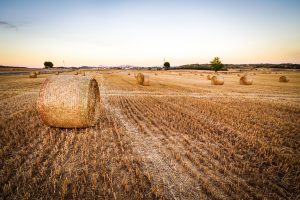 Micro, Small and Medium Agri-food Enterprises, Particularly in the Philippines, Vietnam and Peru