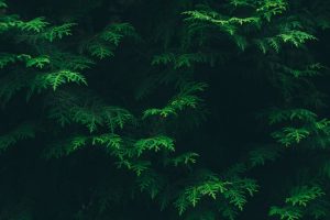 Arts Undergraduate Society Is Turning a New Leaf, and It’s Green!