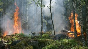 British Columbia’s Growing Wildfire Issue