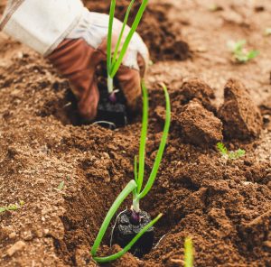 How to Feed the World & Shrink Our Climate Footprint