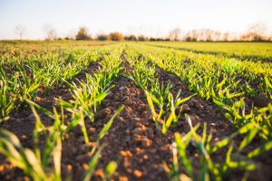 Beyond Productivism Versus Agroecology: Lessons for Sustainable Food Systems from Lovins’ Soft Path Energy Policies