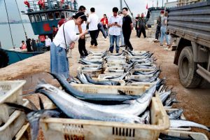 Plenty of Fish in the Ocean? Not so Around China, Says Study Warning of Seafood Collapse