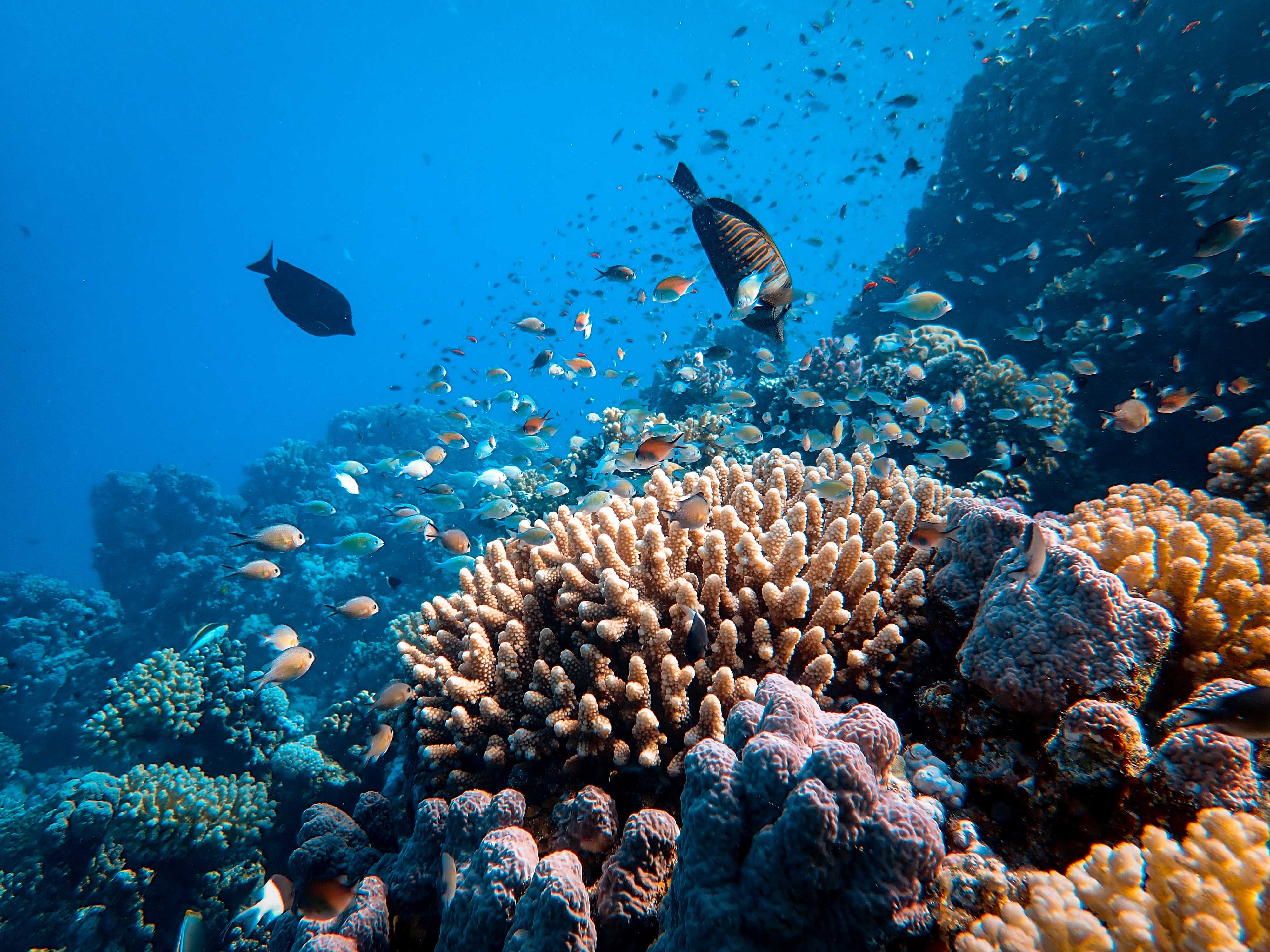 Ocean floor with coral reef and school of fish