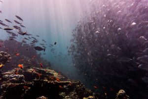 Ocean floor with fish
