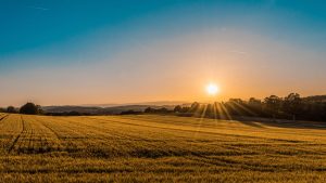 Crop field during sunset or sunrise